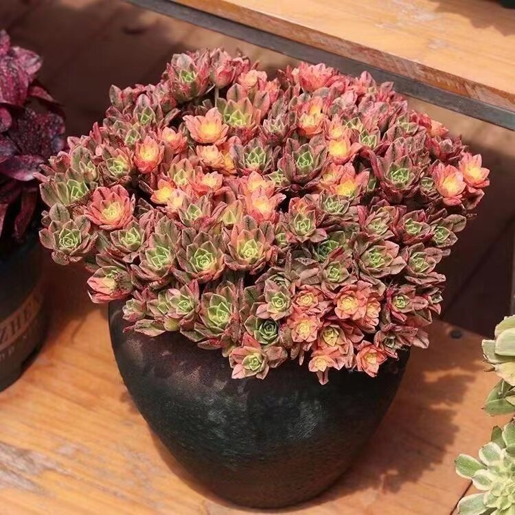 多肉植物甜茶法师锦老桩控养手捧花多头美杜莎法师阳台花卉盆栽