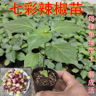 广西五彩椒苗七彩辣椒苗朝天灯笼椒菜泡椒苗盆栽四季种绿植