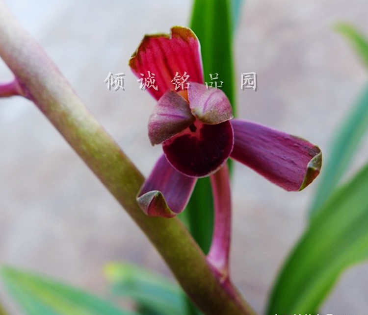 兰花苗 墨兰经典色花铭品 花艺双全 花卉盆栽墨兰金太阳 200/苗