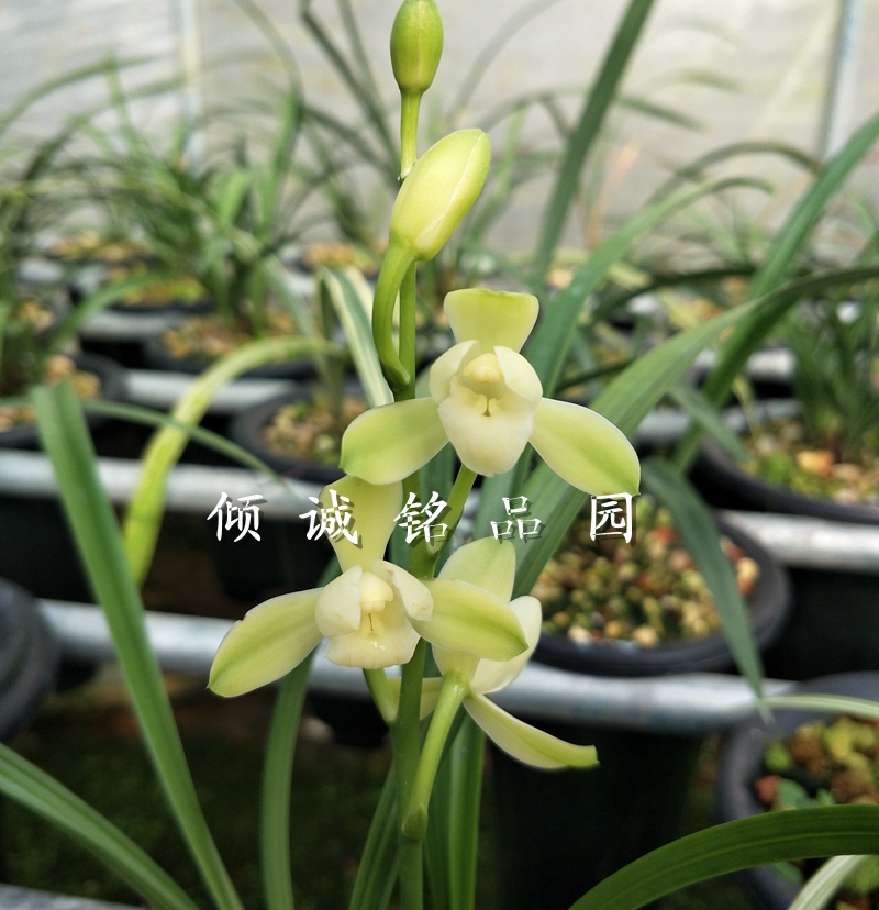 兰花苗 建兰四季兰 铭品 大唐宫粉1000/苗