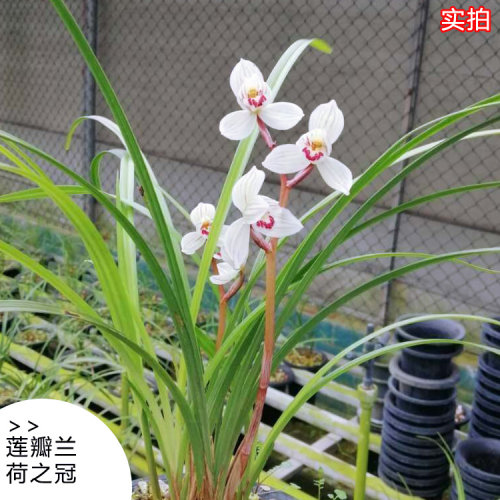 春季高档品种办公室盆栽植物兰花