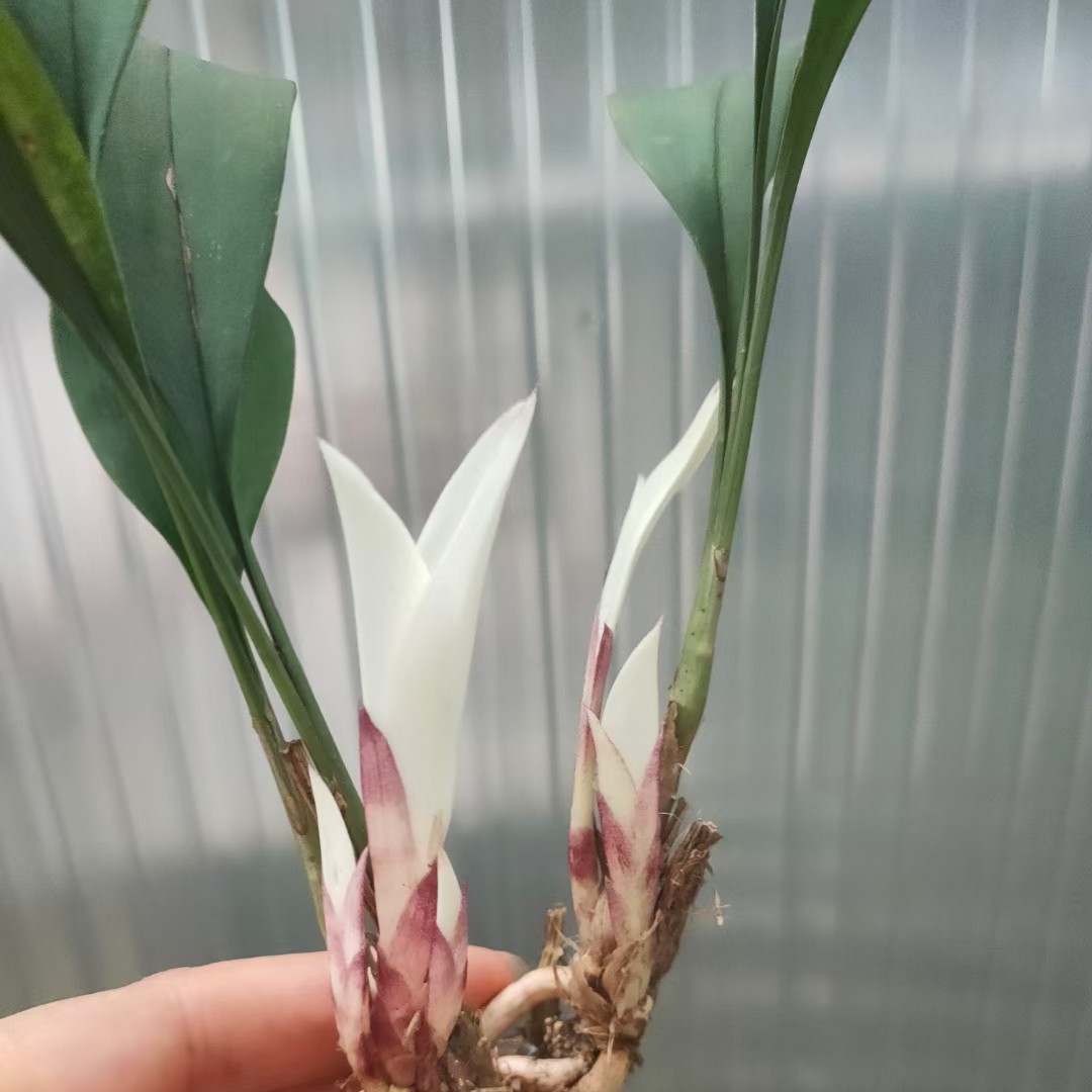 兰花云南兔耳兰自然栽培非组培室内绿植盆栽