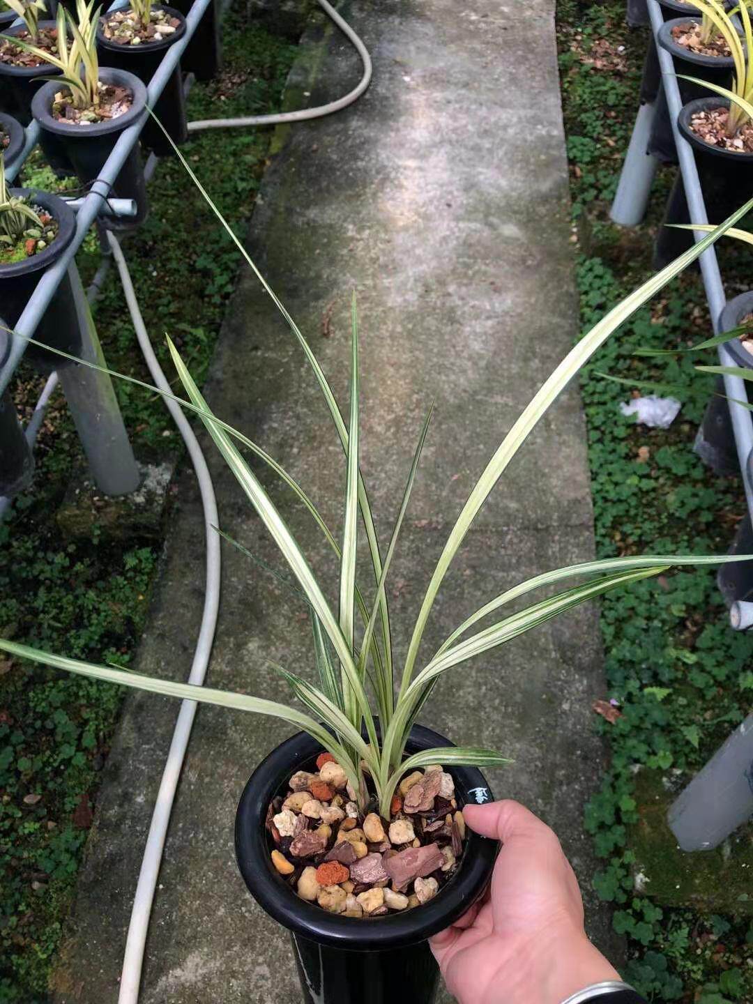 世界上特香兰花春剑线艺瓷白中透万事达浓香花卉植物花苗盆栽