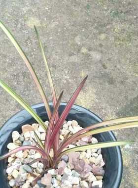 兰花 蕙兰 稀有品种 本园独有 中透线艺 红秀妃 七彩虹钻