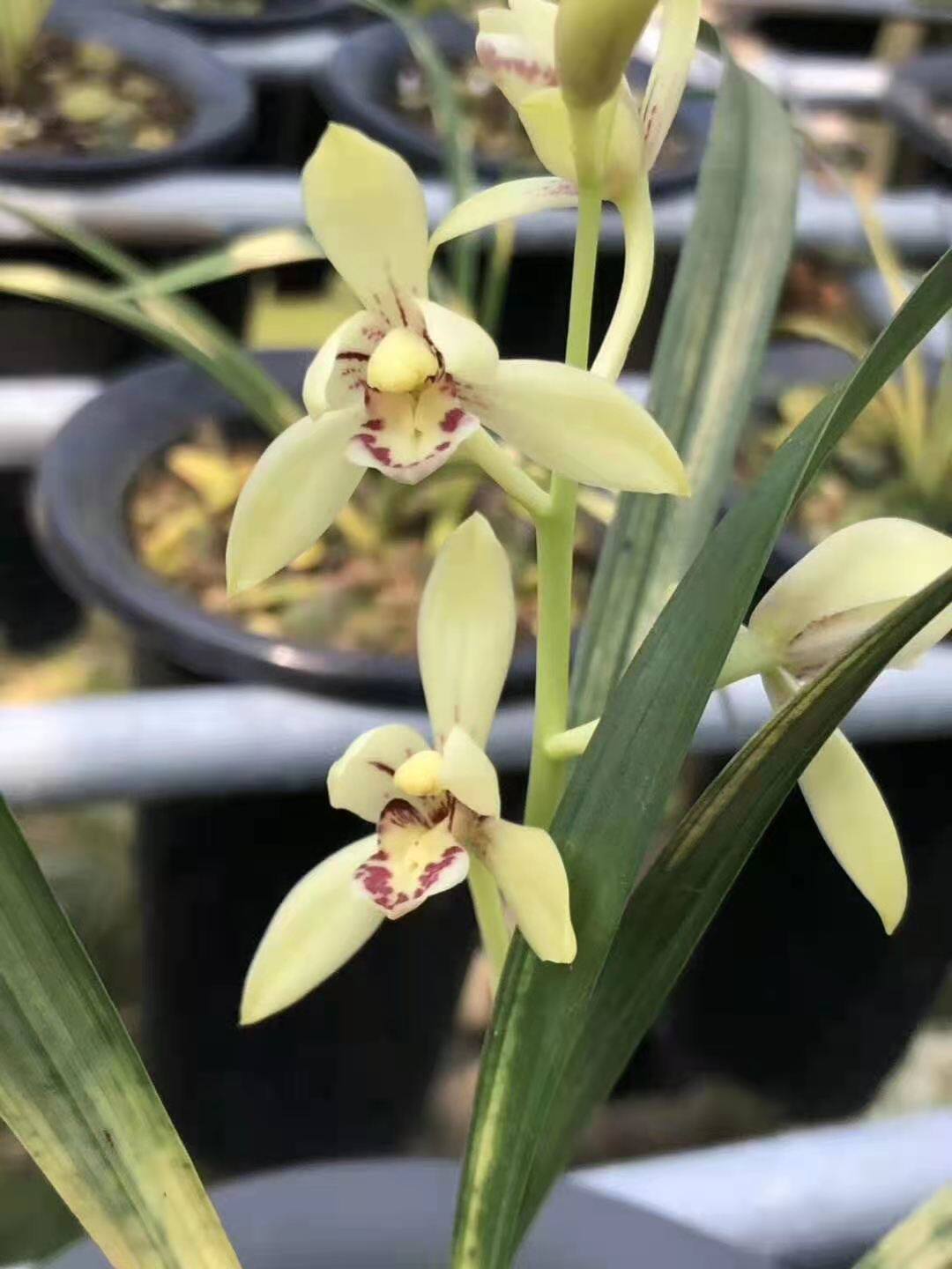 高级兰花四季兰建兰虎斑艺草唐伯虎浓香花卉四季盆栽观花观叶
