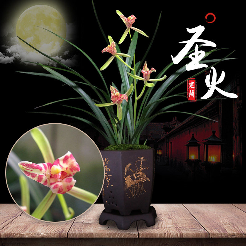 绿植名贵建兰趣味观赏花卉新品