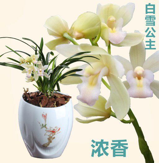 清仓价兰花建兰 四季兰 白雪公主 免邮 室内盆栽