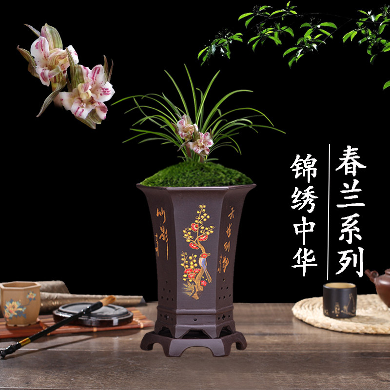 盆栽植物好养客厅名贵兰花苗