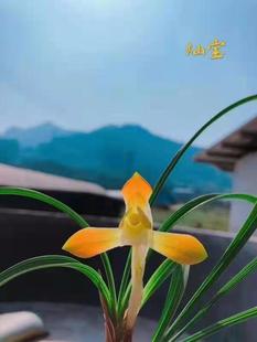 花期带花苞精品名品兰花春兰特香色花灿宝阳台盆栽植物草本观花