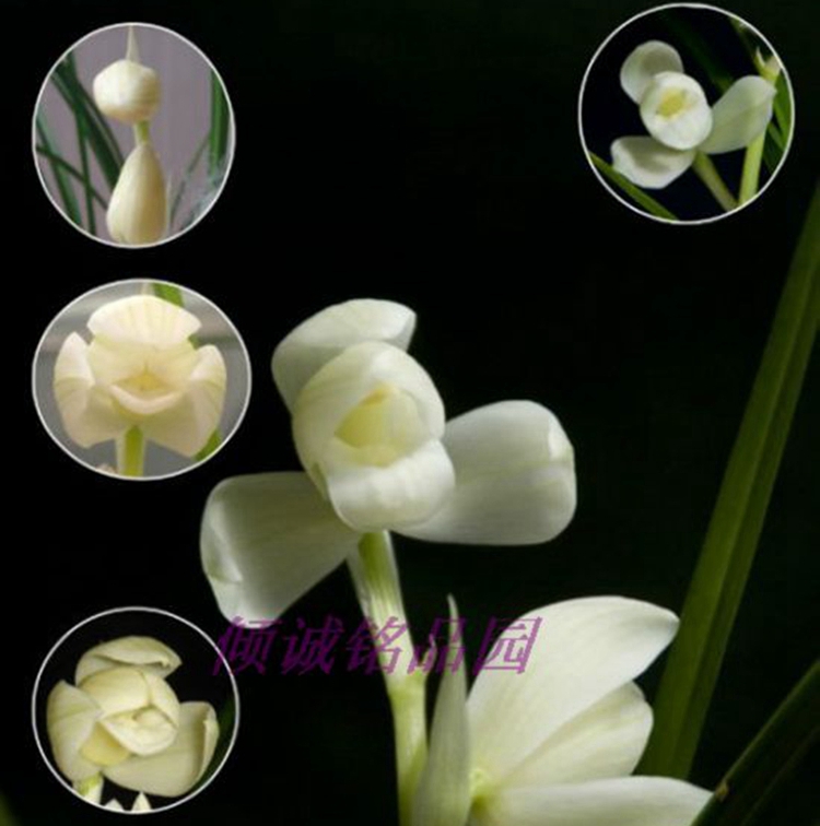 兰花 正宗莲瓣兰 新品（雪白素荷）360/苗