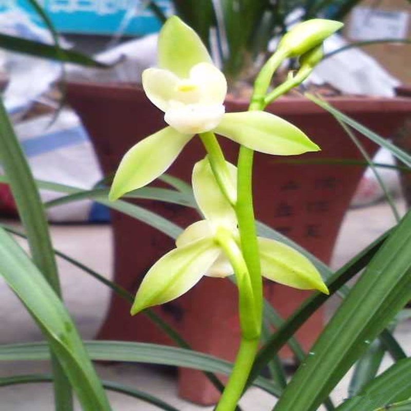 白玉荷兰花 建兰白玉荷  素花荷瓣 浓香 四季兰 壮苗 正品保证