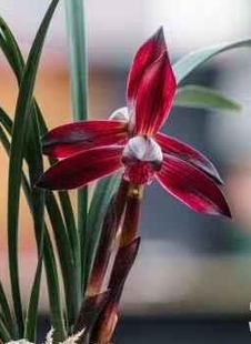 江浙自然老种兰花苗  春兰【娄山红】浓香阳台绿植花卉盆景