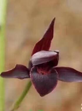 极品稀有墨兰 冷血 兰花墨兰色花 中华墨宝 紫黑花名贵兰花苗