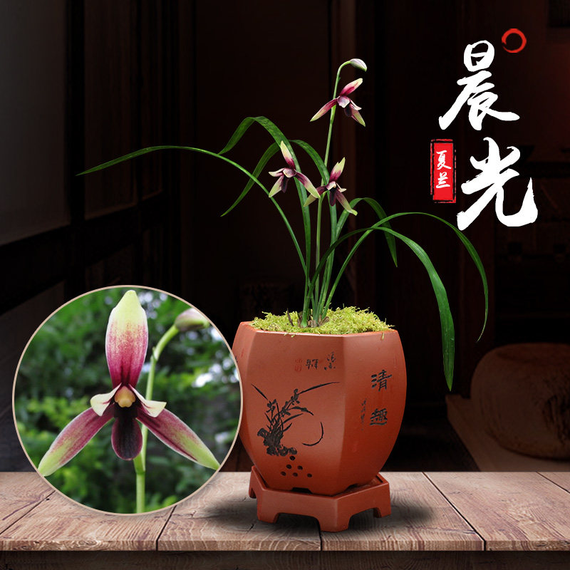 世界上特香【收藏级】建兰峨眉晨光赤诚名品珍贵稀有兰花植物