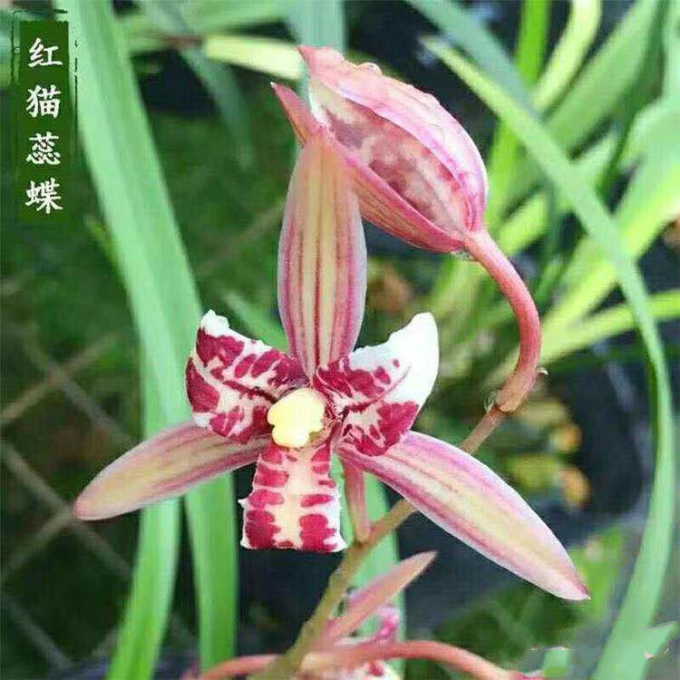 建兰名品 红花三星蝶红猫蕊蝶兰花苗 室内矮种花卉绿植 假一赔十