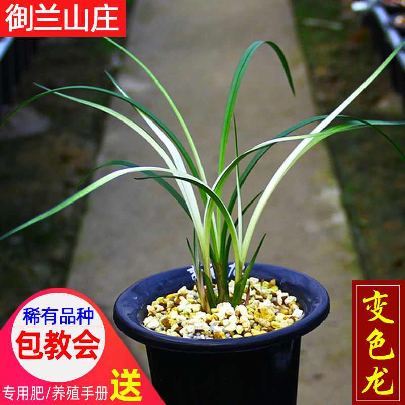 绿植名贵盆栽高级兰花苗