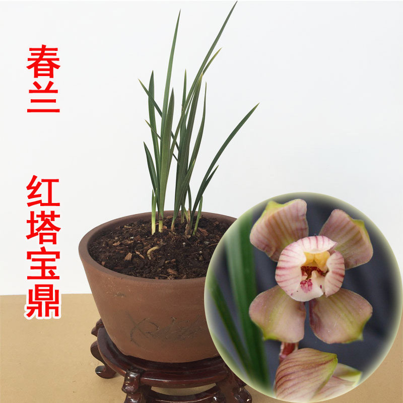 清仓价正品盆栽绿植春兰红塔宝鼎兰花 3窗老种奇荷壮 花 免邮