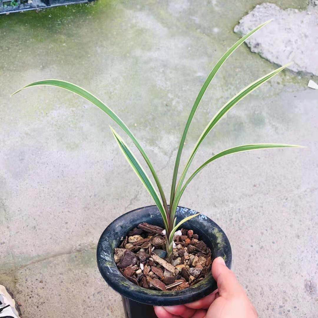 世界上超香兰花蕙兰 金边红香妃  满屋飘香室内外盆栽花卉