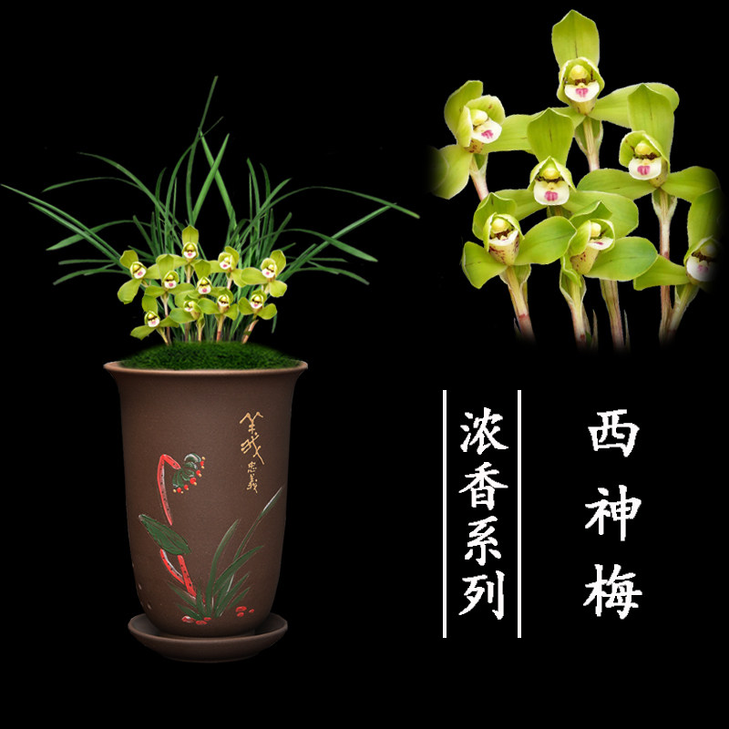 兰花盆栽植物室内春兰西神梅浓香名贵无花苞好养客厅兰花苗