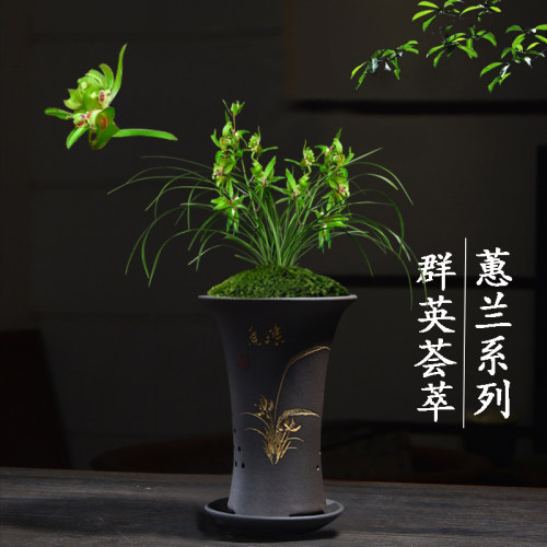 兰花苗无花苞盆栽植物室内名贵蕙兰群英荟萃客厅好养极品花卉绿植