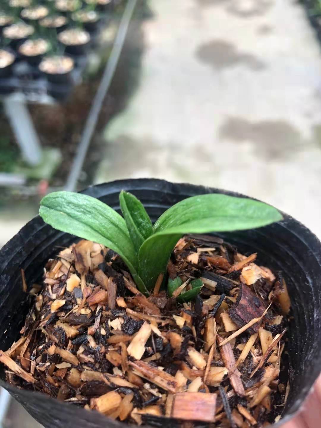 超靓袖珍墨兰粗皮矮种圆头珍珠龙容易开花超香满屋飘香趣味兰花