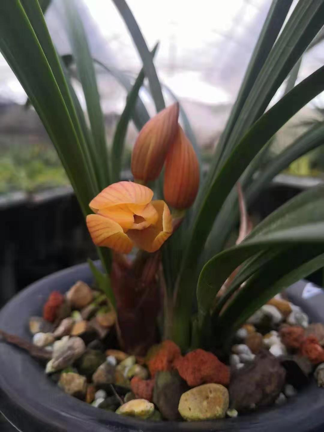 花期带花苞精品兰花特香兰花春剑稀有品种朱金荷浓香绿植盆栽观花
