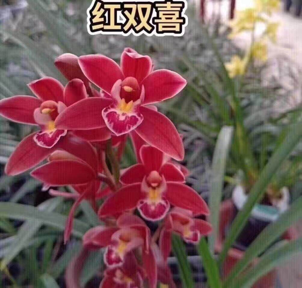 四季开花满屋飘香世界上特香兰花红双喜室内绿植大花浓香浓香盆栽