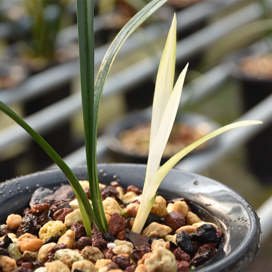 兰花四季绿植盆栽