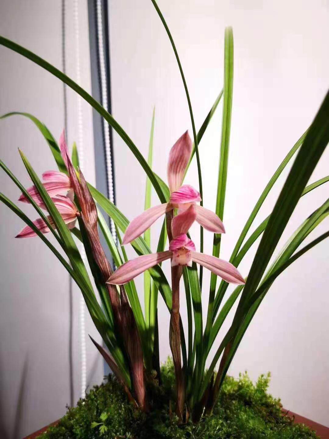 花期带花苞兰花苗客厅花卉阳台盆栽浓香老种兰花 春兰胭脂仙子