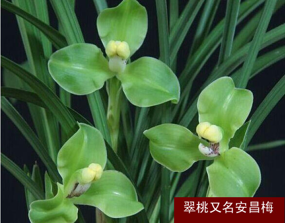 花期带花苞清仓价兰花春兰传统梅瓣 翠桃  特价促销