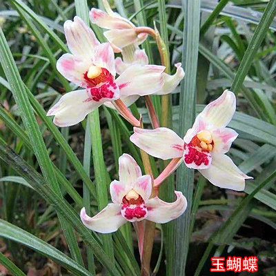 玉蝴蝶春兰莲瓣奇花浓香型稀有珍贵品种福建南靖高档兰花苗