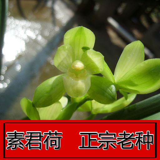 正品兰花素君荷宗老种 鉴赏庭院浓香建兰室内盆栽 免邮