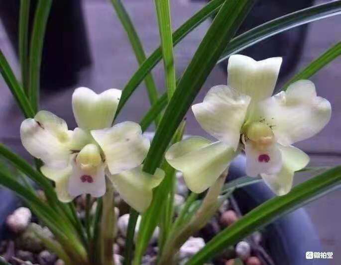 精品兰花开花超香奇特百合瓣玉蝉艳丽浓香无需春化飘门水仙