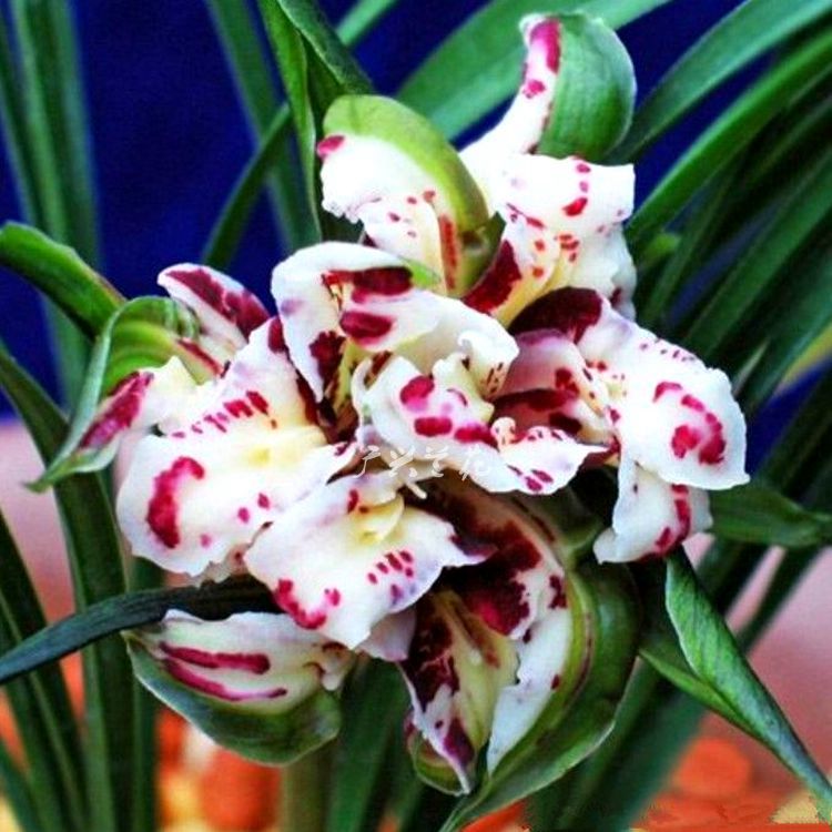 绿植春兰盆栽桌面花卉牡丹包邮