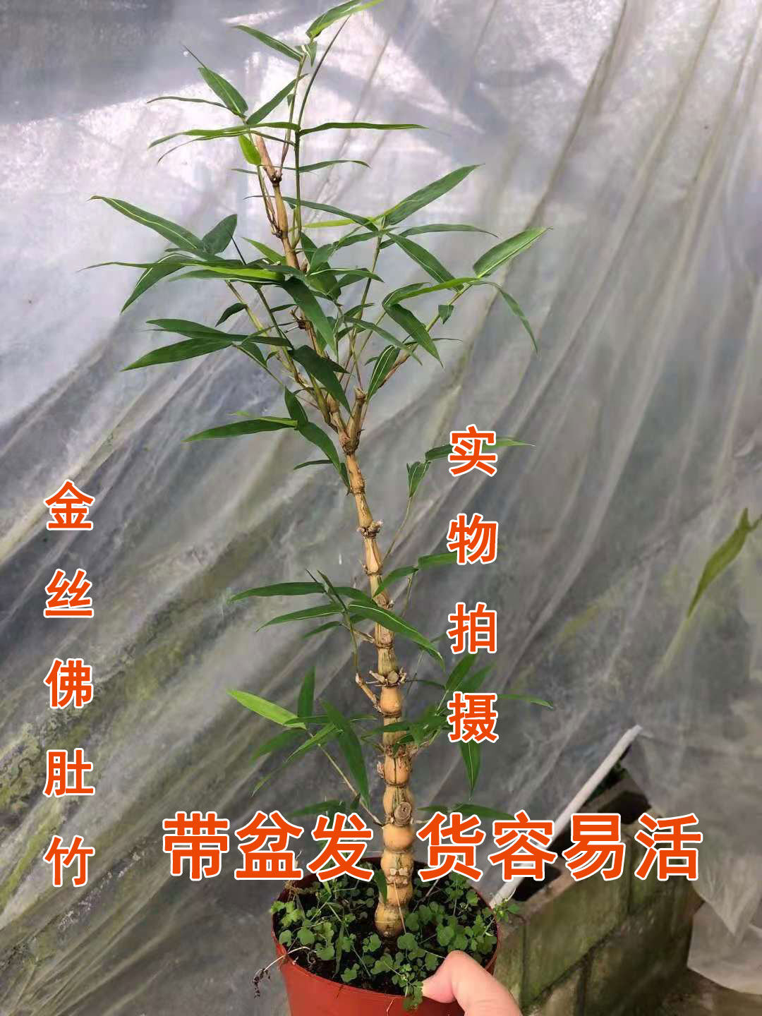 实物拍摄带盆发货世界上超美粗杆金丝佛肚竹特价包邮小盆栽绿植
