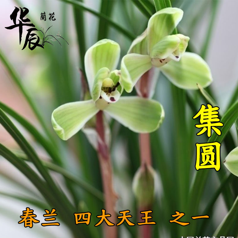 春兰老八种 集圆 室内盆栽花卉 浓香兰花苗 宋梅 龙字 万字 包邮