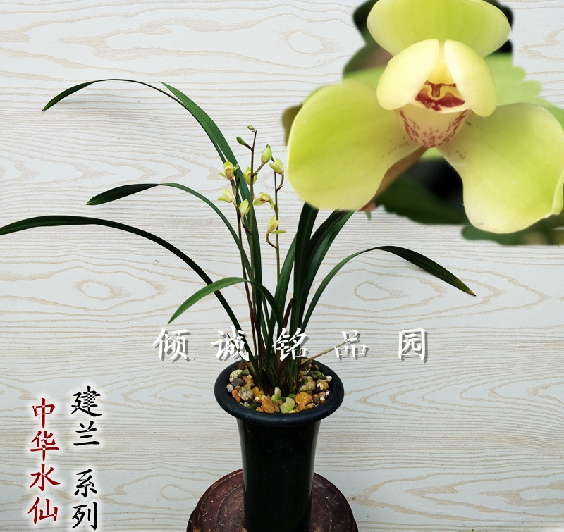 兰花苗 建兰四季兰铭品 兰花 花卉盆栽 中华水仙100/苗