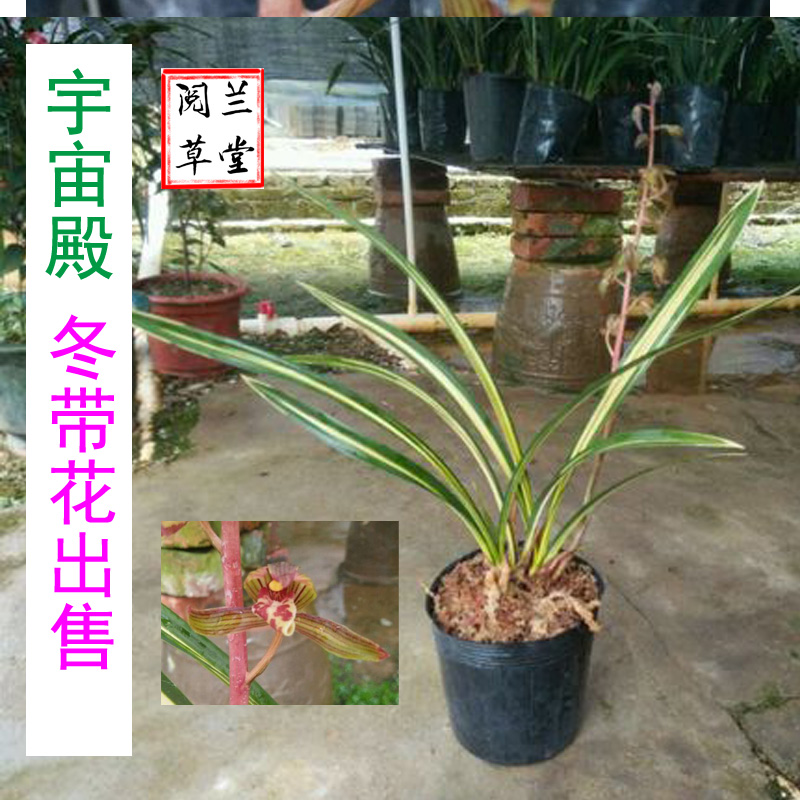 兰花苗墨兰浓香宽叶兰花【宇宙殿】线艺金边建兰墨兰四季兰花蕙兰