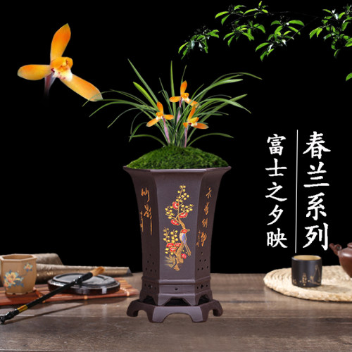 兰花盆栽植物室内春兰富士之夕映浓香无花苞好养客厅名贵极品花卉
