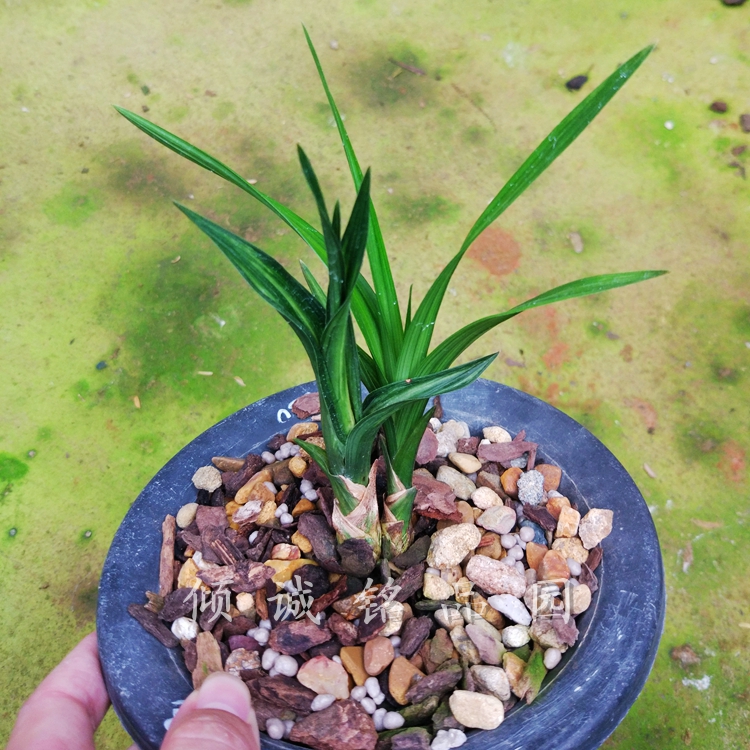 花期带花苞兰花 春剑 矮种 起皮奇叶 水晶龙