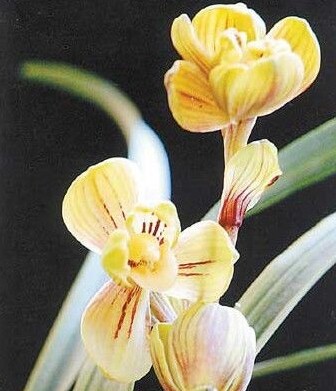 免邮 精品兰花春剑 天逸梅  值得收藏 本园独有 假一赔十
