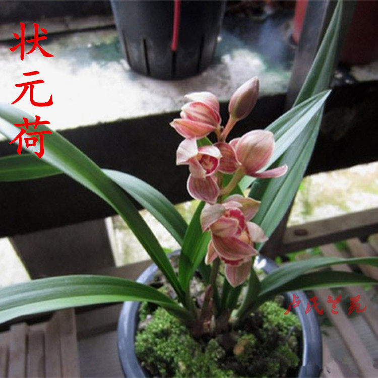 绿植荷瓣盆栽兰花苗