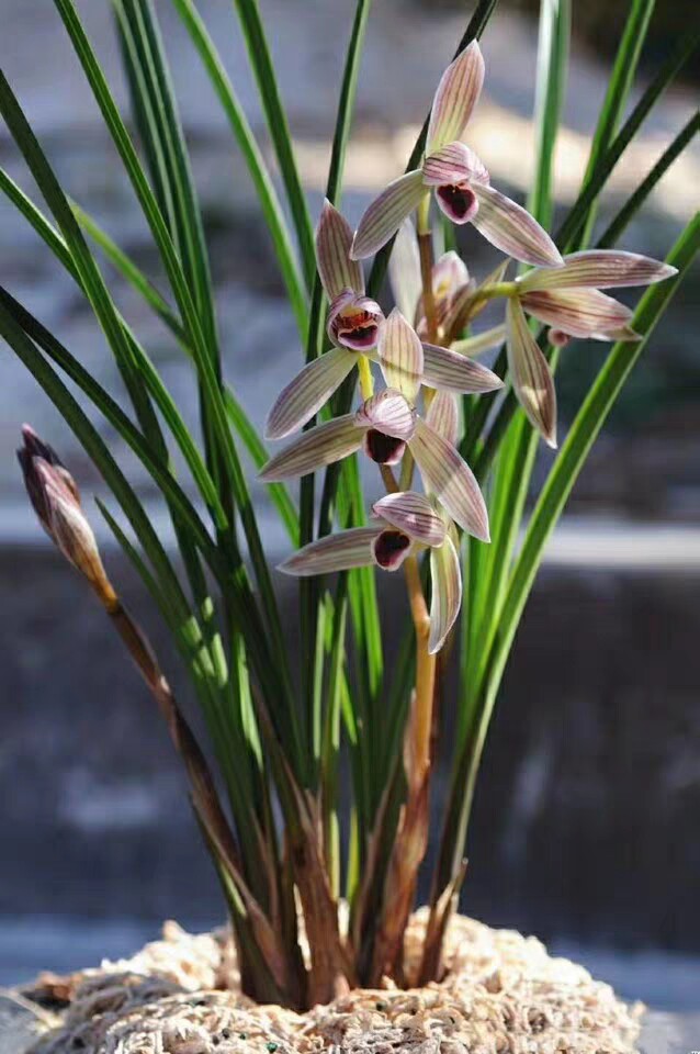 自然老种兰花苗莲瓣兰名品【如意红舌】浓香阳台绿植花卉盆栽