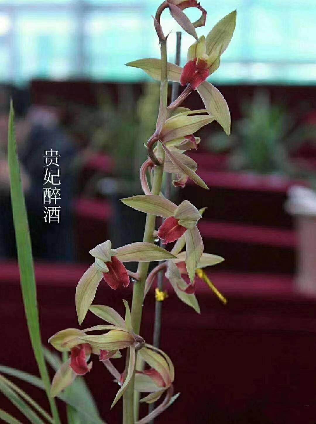 绿植自然蕙兰贵妃醉酒带花苞盆栽