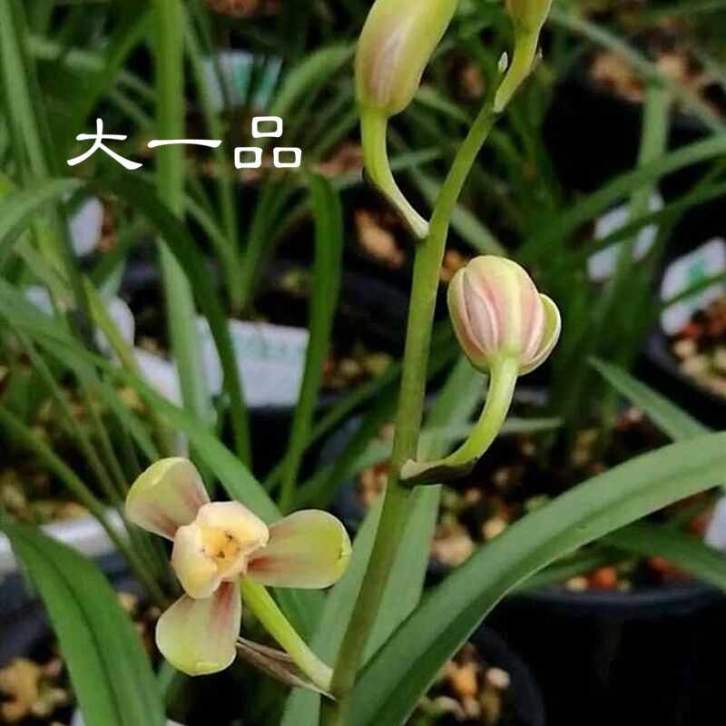 浓香型兰花苗 荷花形水仙瓣蕙兰大一品 室内花卉绿植 假一赔十