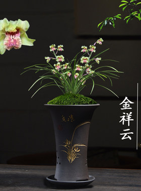 绿植盆栽名贵客厅好养兰花苗