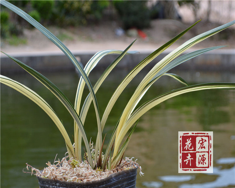 兰花苗 墨兰精品叶艺中透线艺 黄金三色【瑞晃】花卉绿植盆栽