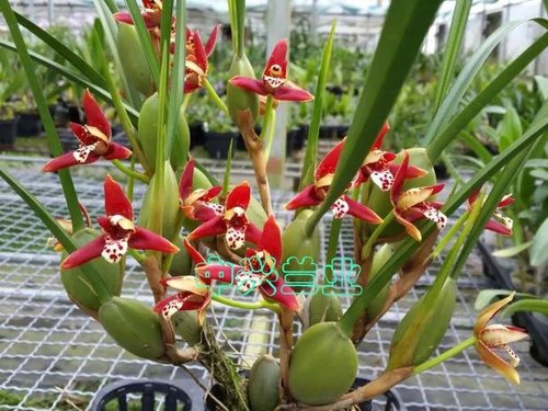 洋兰花(咖啡兰)腋唇兰好养超浓香绿植盆栽花卉包邮