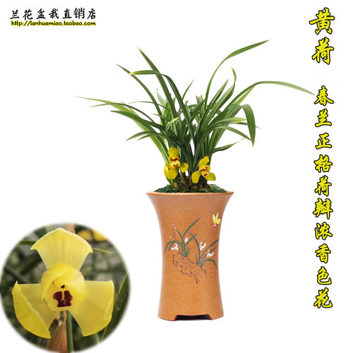 绿植春兰荷瓣花卉盆栽