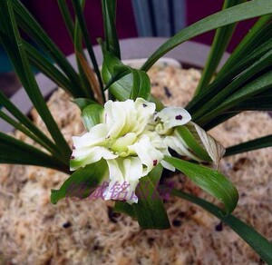 花期带花苞兰花 春兰奇花牡丹（雪玉娇）200/苗